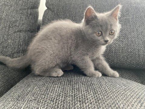 İri yapılı safkan scottish fold