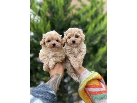 Ankaranın en güzel maltipoo yavruları