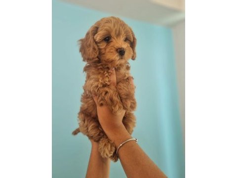 Toy poddle yavrularımız