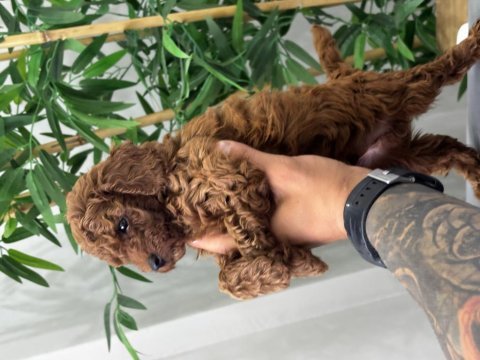 Kore kan red brown poodle