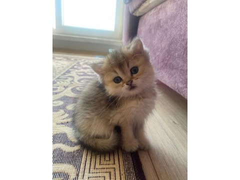 3 aylık safkan british longhair yavru