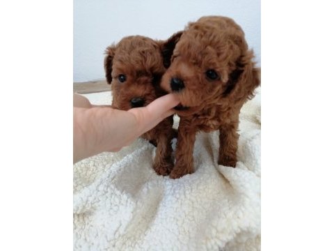 Orjinal toy poodle