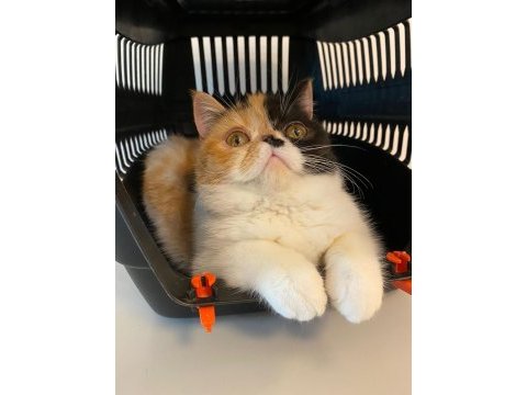 Exotic shorthair 5 aylık