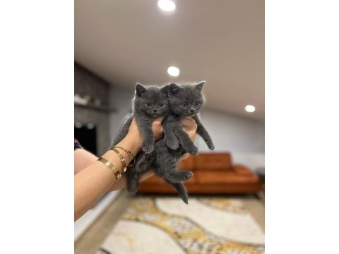 Gri brıtısh shorthair yavrularım 