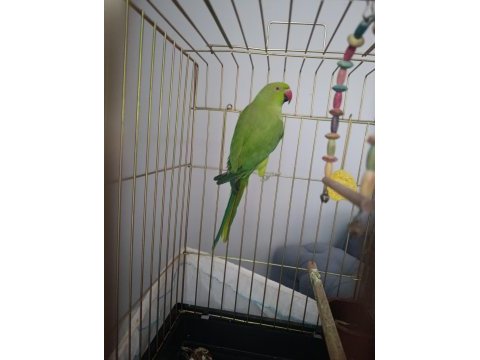 Pakistan papağanı erkek kayseri