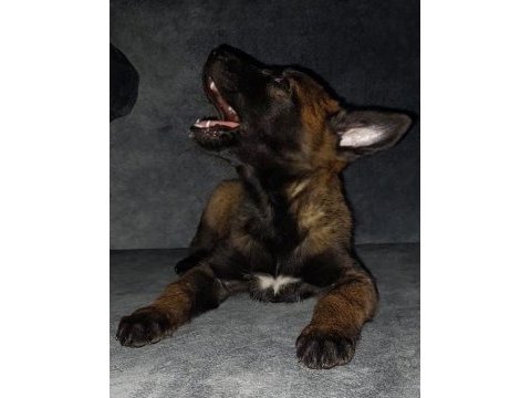 Malinois sadece ne istediğini bilenler iletişime geçsin