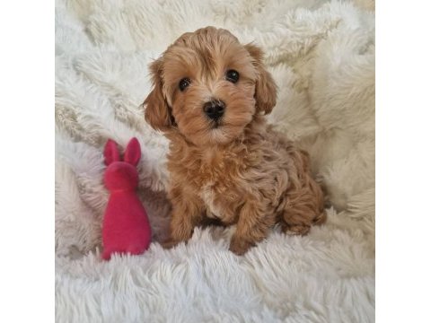 Ruhsatlı köpek çiftliğinden maltipoo yavrularımız