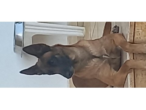 Belgian malinois, dişi 22 aylık