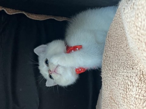 Orjinal british shorthair yavrumuz
