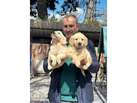 Golden retriever yavrularımız ırk garantilidir