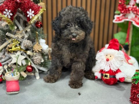 Silver toy poodle