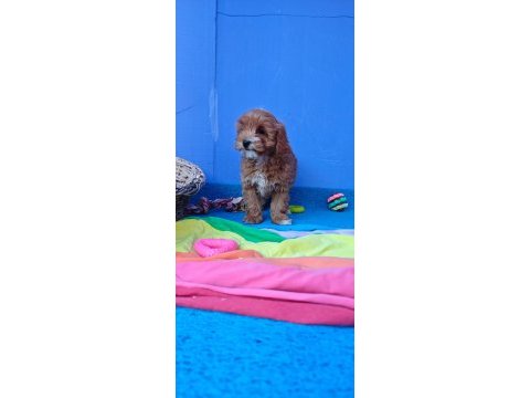İnanılmaz güzellikte maltipoo yavrular