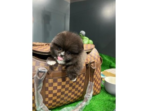 Aynı gün içerisinde teslim pomeranian boo yavrularımız