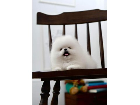 Pomeranian boo mini ayıcıklardan biri sizin olsun