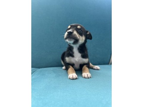 Pinscher şivava yavrular