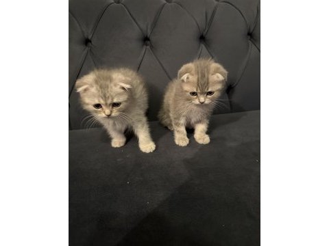 Scotish fold safkan ırk ayı surat yavrularımız 2 aylık.