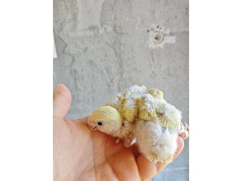 Mutasyon el besleme sevda papağanı