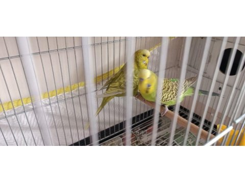 Harika çift muhabbet kuşlar
