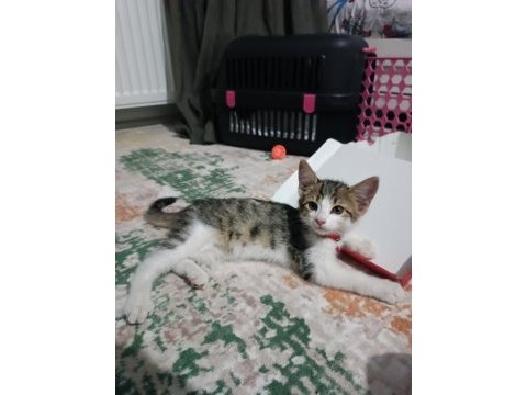 Minik kedimiz yuvasını arıyor