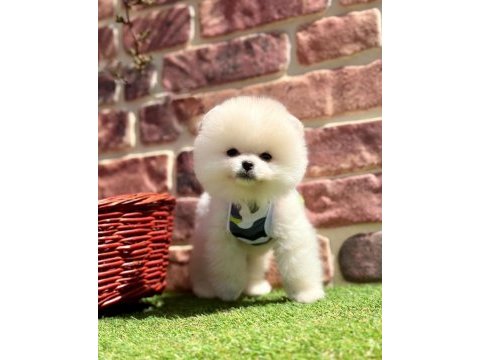 Pomeranian yavrular