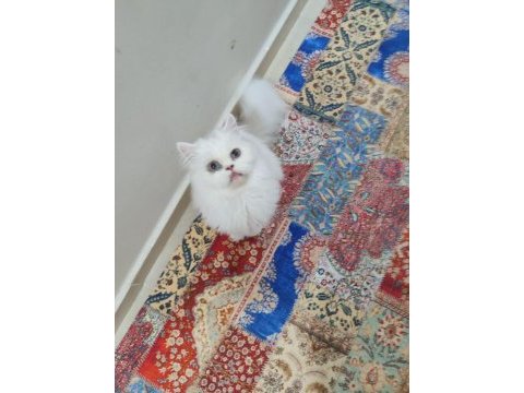 Irk ev iran kedisi