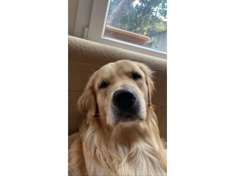 Golden retriever aşırı sevimli