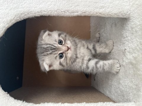 3 erkek ve 1 dişi scottish fold yavrularım