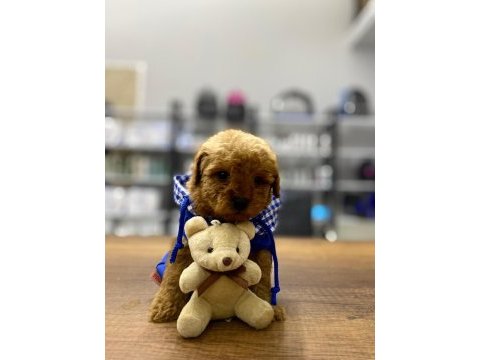 F1 maltipoo köpeği yavrular