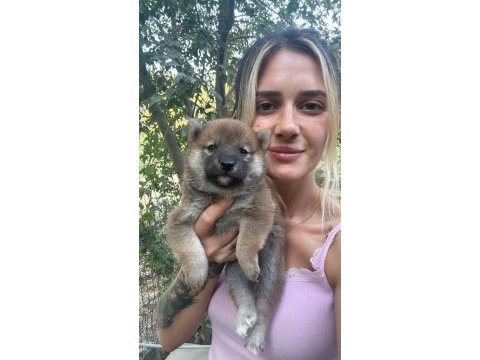 Shiba inu yavruları