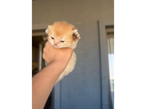 Golden british shorthair bebekler