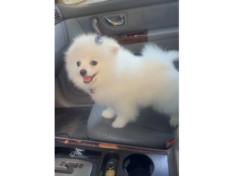 Teo isimli pomeranian yeni aile arıyor