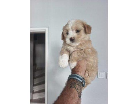 Maltipoo bebekleri