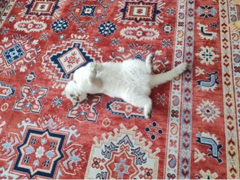 3 yaşında ki scottish fold kızıma sıcak bir yuva