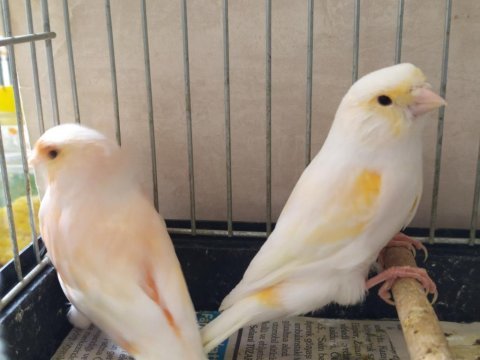 Kırmızı mozaik dişi sağlam bakıcı güzel bir kanarya
