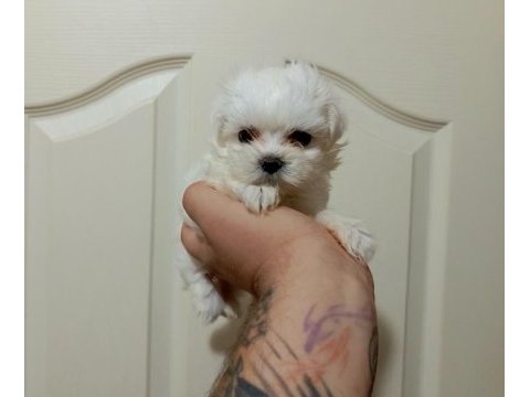 Tea cup kore dişi maltese