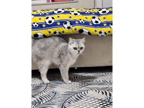 Minik kedilere güzel aile arıyoruz