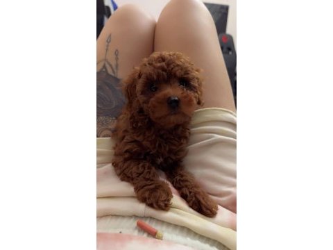 Anne altından toy poodle