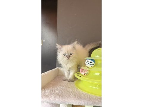Yavru bebek blue point mavi gözlü british longhair