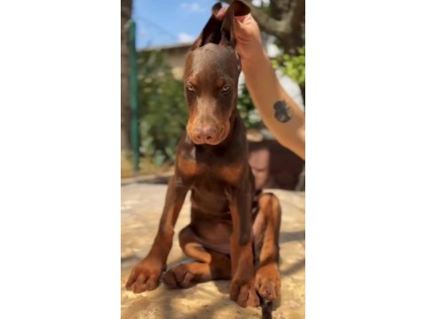 Irkının en irileri hypertype doberman dişi yavrular