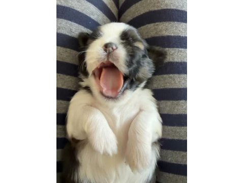 45 günlük shih tzu yavrular