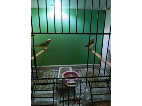 Lutino taşıyıcı erkek kuşlar