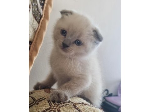 Mavi gözlü scottish fold yavrular