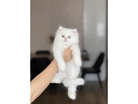 Irkının en iyisi british longhair yavrum