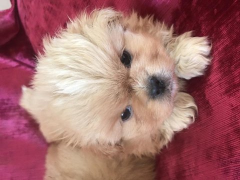 Pekinez köpekler yeni yuvasını arıyor
