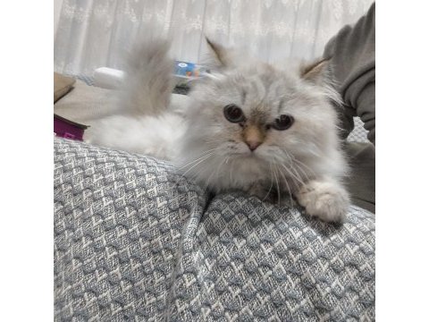 Uysal akıllı çok tatlı cok asil kedimiz pamuk