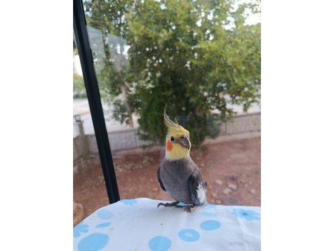 Yetişkin sultan papağanı paşam