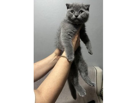 Gri erkek yavru scottish fold