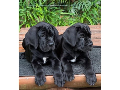 Türkiyenin en güvenilir çiftliğinden cane corso