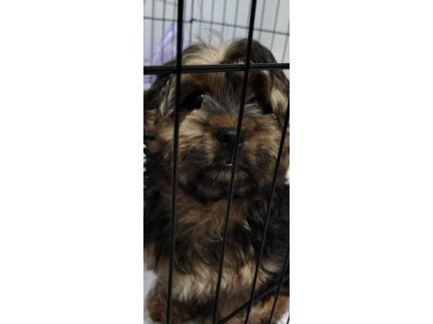 Morkie bebeğimiz teslime hazır