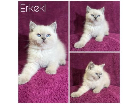 British shorthair kedide zirve